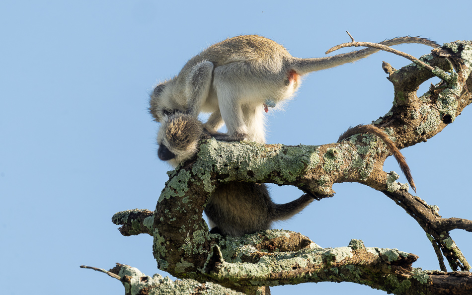 20240401 Serengetti Z9 0891 NEF DxO XD2.