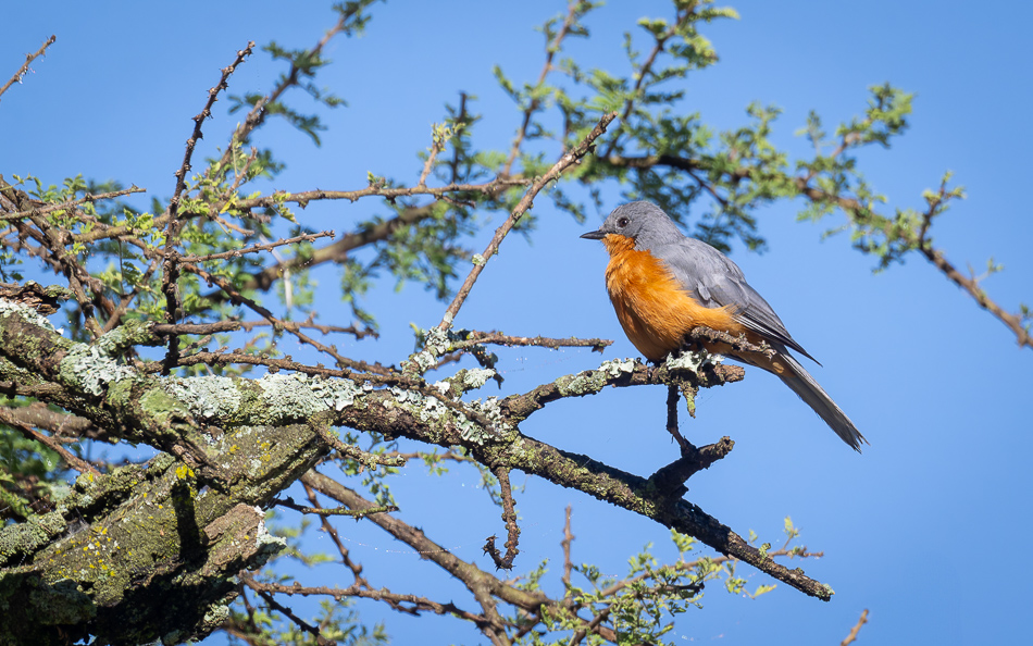 20240401 Serengetti Z9 0914 NEF DxO XD2.