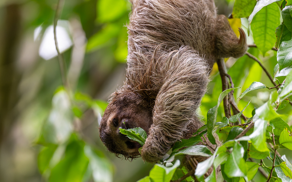 20240706_CR_Z8a_5549 NEF DxO XD2.