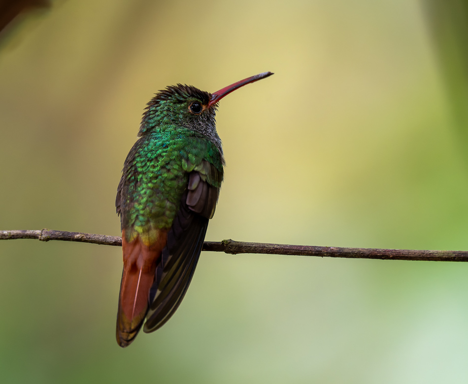 20240706_CR_Z8a_6308 NEF DxO XD2.