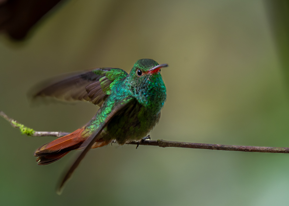 20240706_CR_Z8a_6354 NEF DxO XD2.