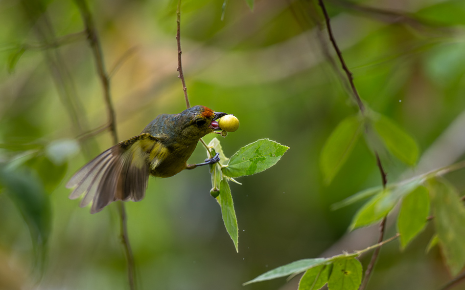 20240706_CR_Z8a_6488 NEF DxO XD2.