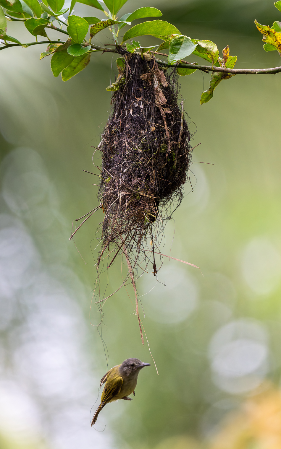 20240706_CR_Z8a_6686 NEF DxO XD2.