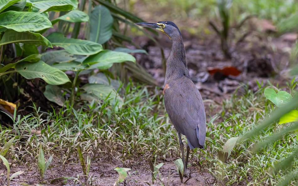 20240706_CR_Z8a_6798 NEF DxO XD2.