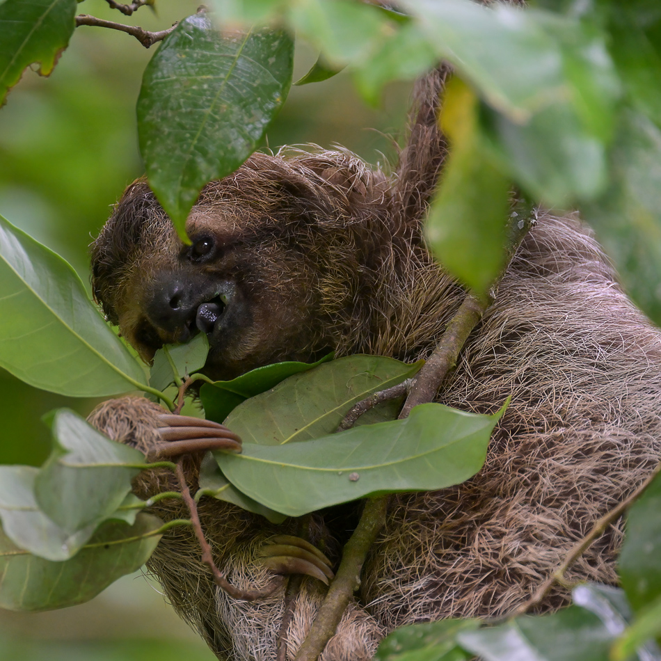 20240706 CR Z8b 1601-2.