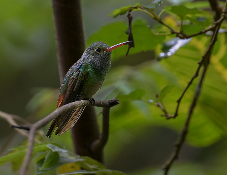 20240706 CR Z8b 2890-2.