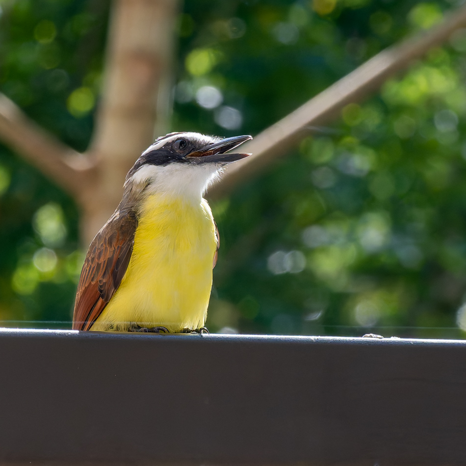 20240707_CR_Z50_5725-NEF-DxO-XD2.jpg 20240707_CR_Z50_5725 NEF DxO XD2.