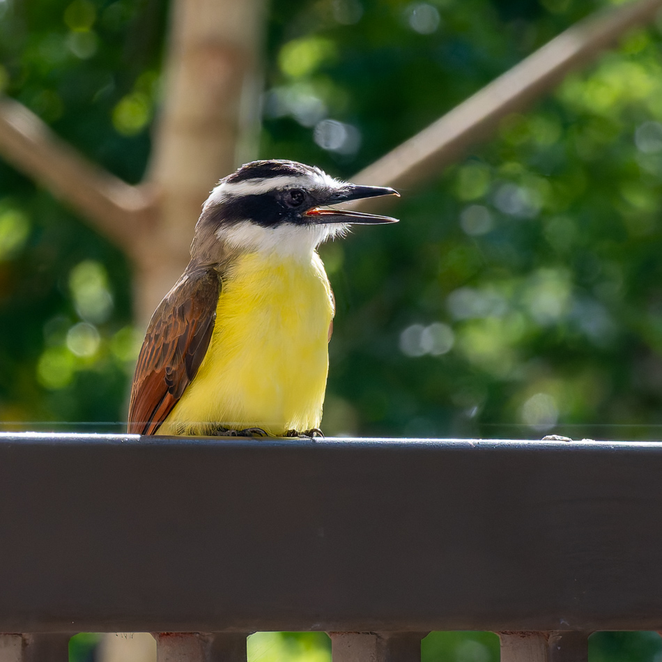 20240707_CR_Z50_5730-NEF-DxO-XD2.jpg 20240707_CR_Z50_5730 NEF DxO XD2.