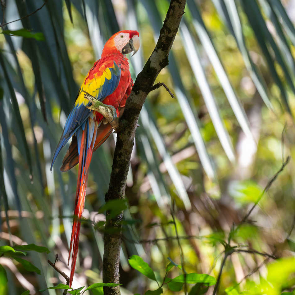 20240707_CR_Z8a_0036 NEF DxO XD2.