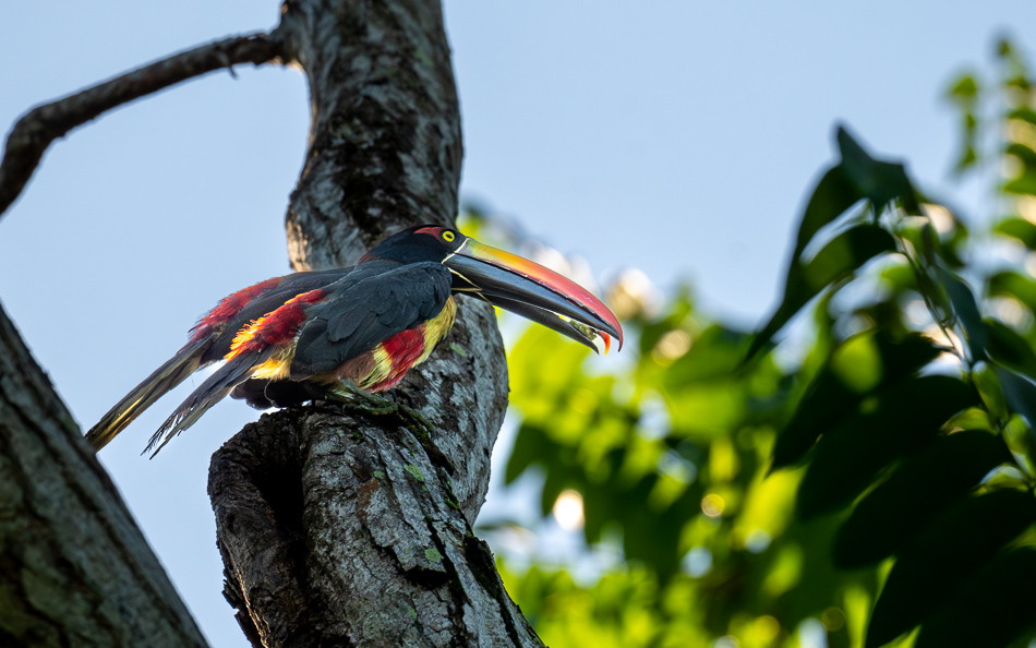 20240707_CR_Z8a_6988-Enhanced-NR.jpg 20240707 CR Z8a 6988-Enhanced-NR.