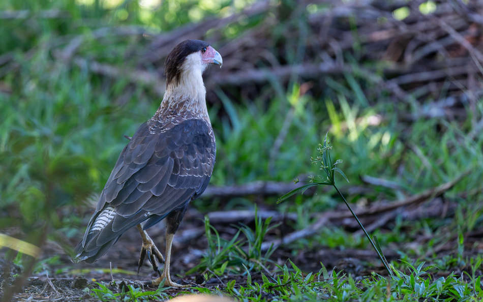 20240707_CR_Z8a_7094-NEF-DxO-XD2.jpg 20240707_CR_Z8a_7094 NEF DxO XD2.