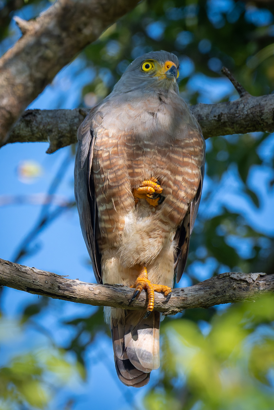 20240707_CR_Z8a_7152-NEF-DxO-XD2.jpg 20240707_CR_Z8a_7152 NEF DxO XD2.