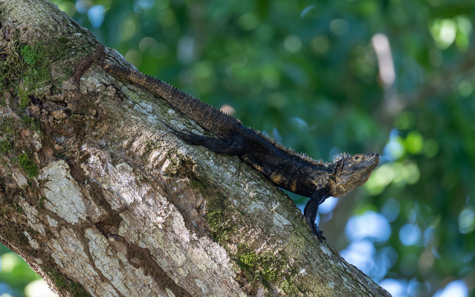 20240707_CR_Z8a_7213-NEF-DxO-XD2.jpg 20240707_CR_Z8a_7213 NEF DxO XD2.