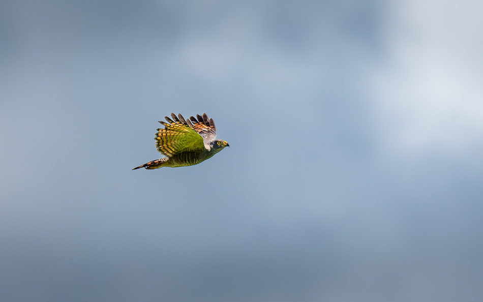 20240707_CR_Z8a_7715-NEF-DxO-XD2.jpg 20240707_CR_Z8a_7715 NEF DxO XD2.