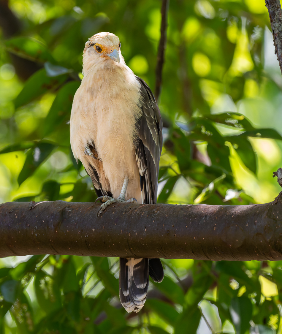 20240707_CR_Z8a_8135-NEF-DxO-XD2.jpg 20240707_CR_Z8a_8135 NEF DxO XD2.