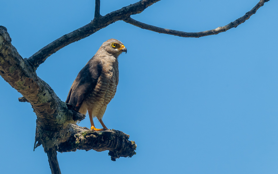 20240707_CR_Z8a_8916-NEF-DxO-XD2.jpg 20240707_CR_Z8a_8916 NEF DxO XD2.