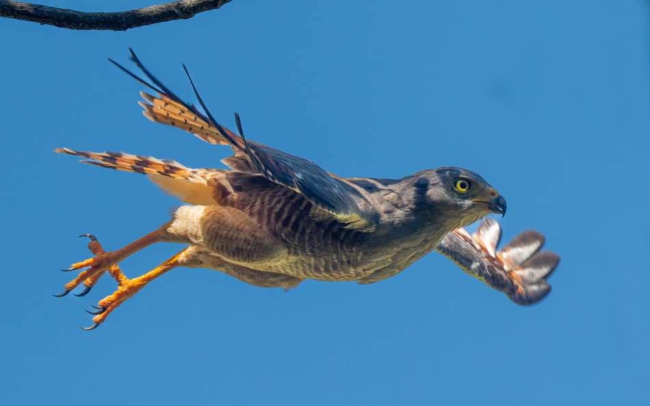 20240707_CR_Z8a_8939-NEF-DxO-XD2.jpg 20240707_CR_Z8a_8939 NEF DxO XD2.