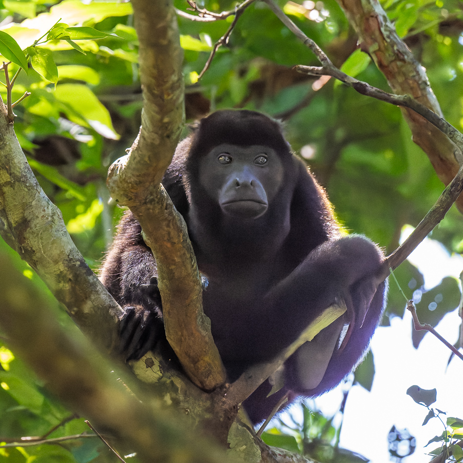 20240707_CR_Z8a_8950-NEF-DxO-XD2.jpg 20240707_CR_Z8a_8950 NEF DxO XD2.