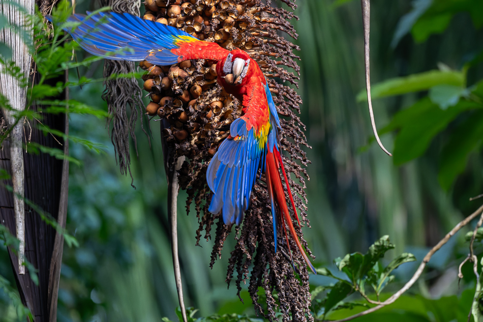 20240707_CR_Z8a_1366 NEF DxO XD2.