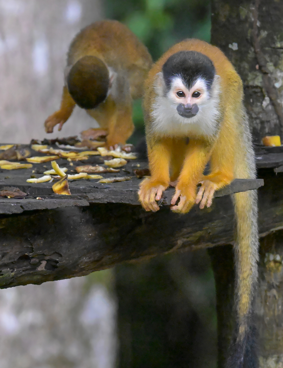 20240707 CR Z8b 3890-2.