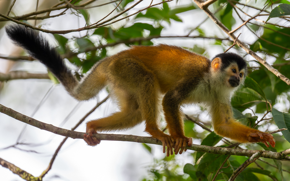 20240708_CR_Z8a_2332-NEF-DxO-XD2.jpg 20240708_CR_Z8a_2332 NEF DxO XD2.