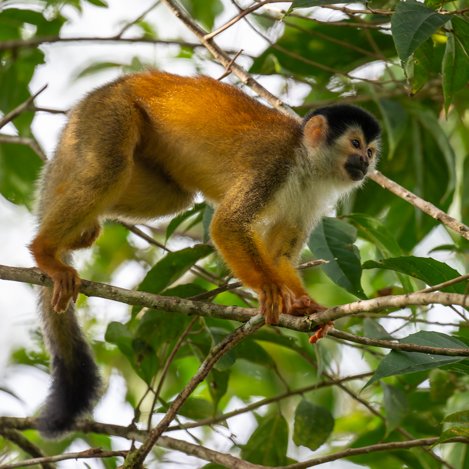 20240708_CR_Z8a_2339-NEF-DxO-XD2.jpg 20240708_CR_Z8a_2339 NEF DxO XD2.