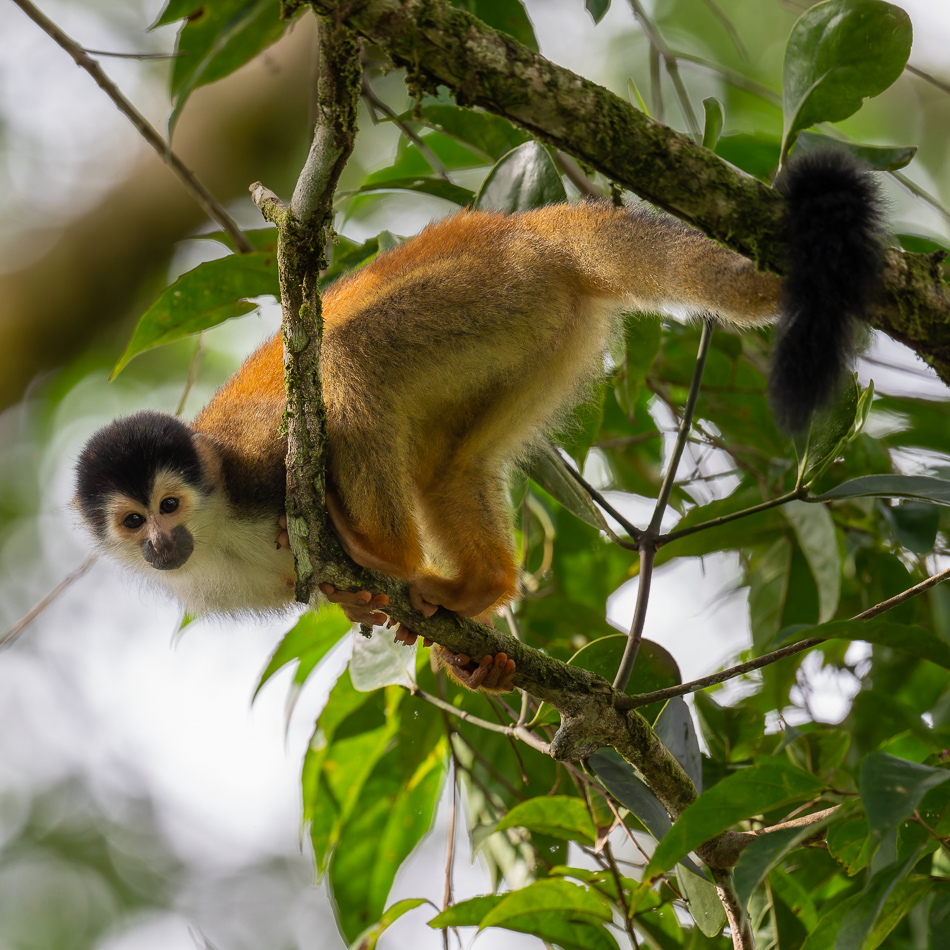 20240708_CR_Z8a_2367-NEF-DxO-XD2.jpg 20240708_CR_Z8a_2367 NEF DxO XD2.