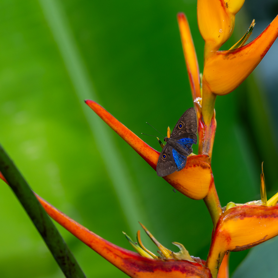 20240708_CR_Z8a_2459-NEF-DxO-XD2.jpg 20240708_CR_Z8a_2459 NEF DxO XD2.