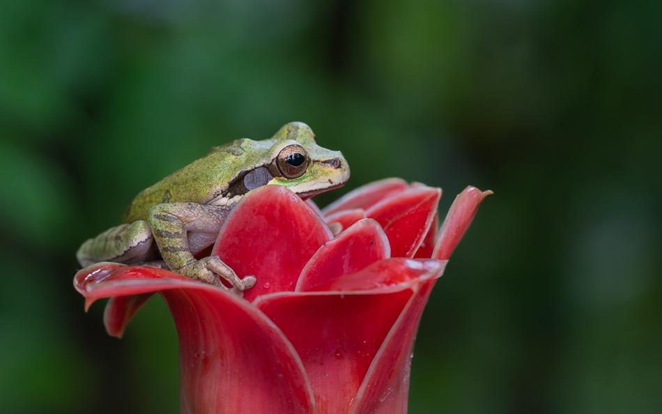 20240708_CR_Z8b_4006-NEF-DxO-XD2.jpg 20240708_CR_Z8b_4006 NEF DxO XD2.