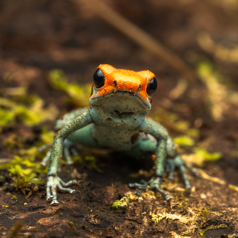 20240708_CR_Z8b_4126-NEF-DxO-XD2.jpg 20240708_CR_Z8b_4126 NEF DxO XD2.