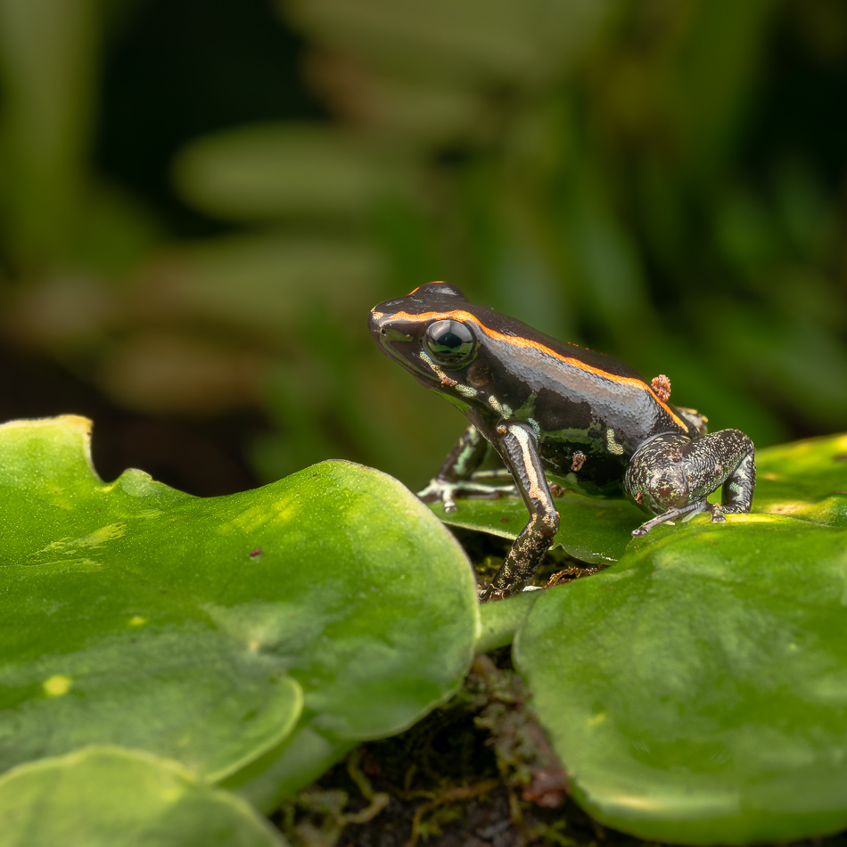 20240708_CR_Z8b_4186-NEF-DxO-XD2.jpg 20240708_CR_Z8b_4186 NEF DxO XD2.