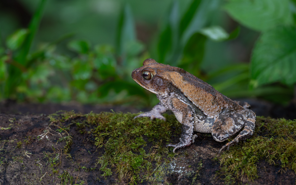 20240708_CR_Z8b_4190-NEF-DxO-XD2.jpg 20240708_CR_Z8b_4190 NEF DxO XD2.