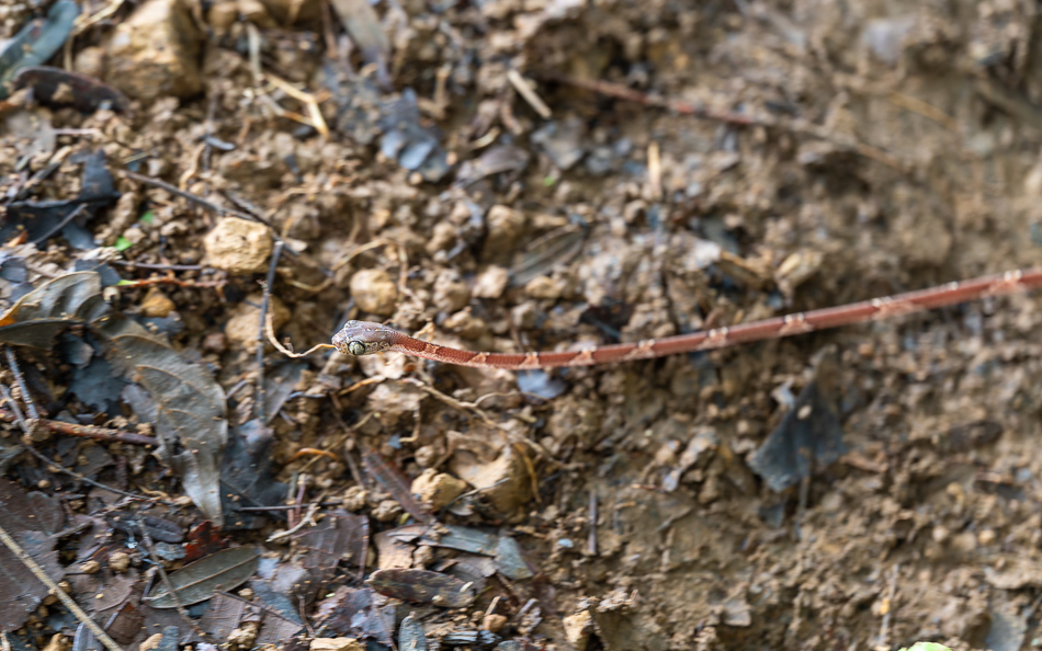 20240708_CR_Z8b_4280 NEF DxO XD2.