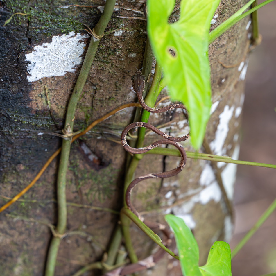 20240708_CR_Z8b_4325 NEF DxO XD2.