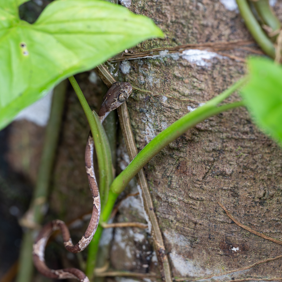 20240708_CR_Z8b_4328 NEF DxO XD2.