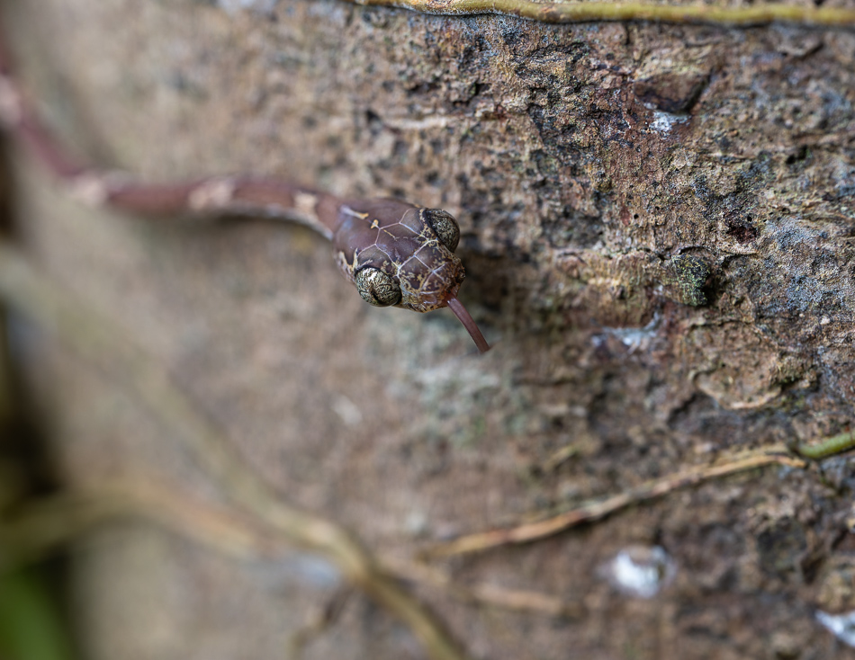 20240708_CR_Z8b_4366 NEF DxO XD2.