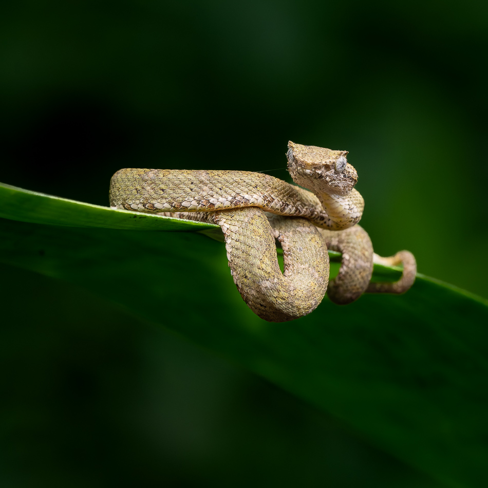 20240708_CR_Z8b_4620 NEF DxO XD2.