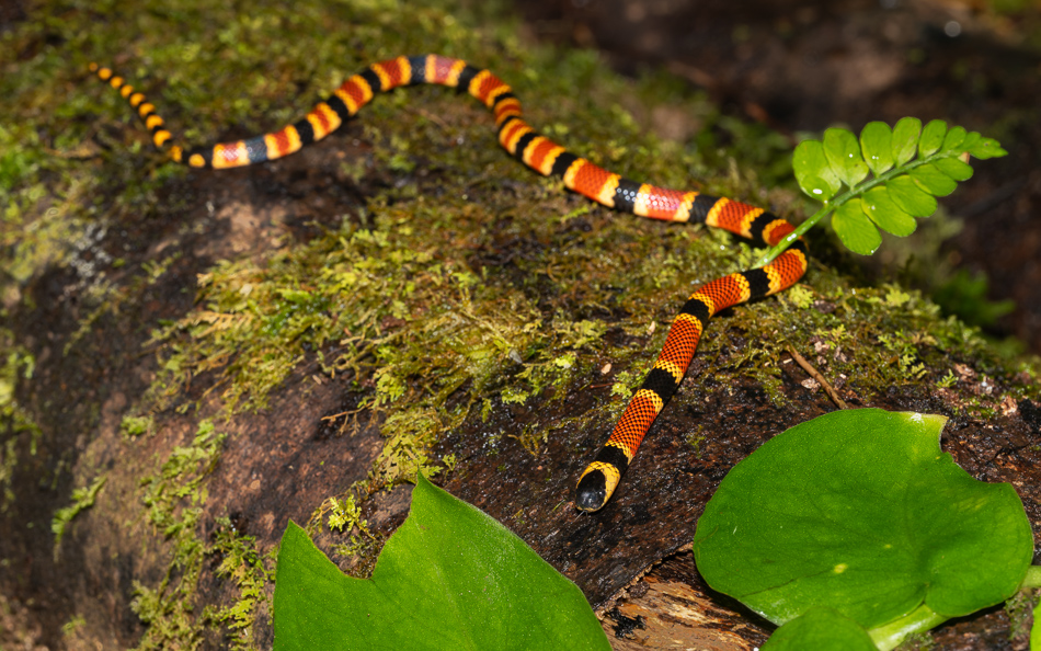 20240708_CR_Z8b_4751 NEF DxO XD2.