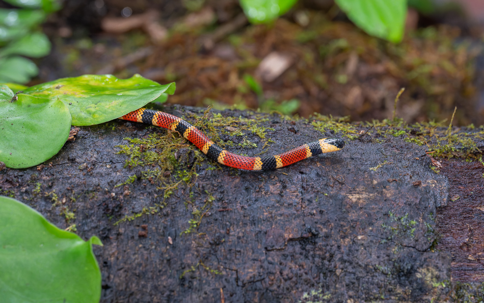 20240708_CR_Z8b_4790 NEF DxO XD2.