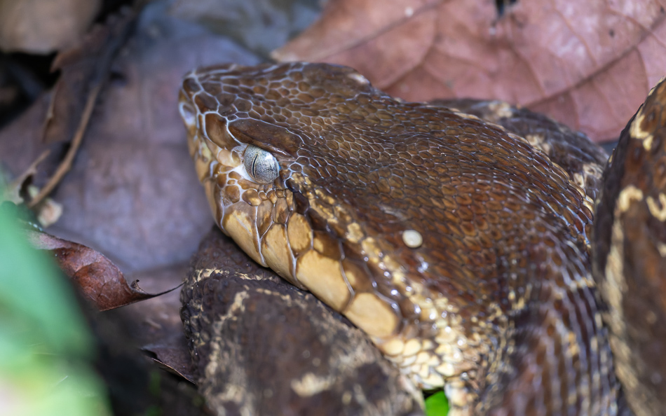 20240708_CR_Z8b_4951 NEF DxO XD2.