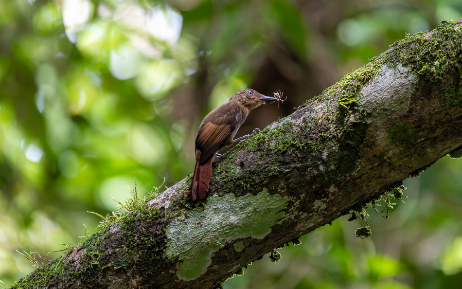 20240710 CR Z8a 3317-NEF-DxO.