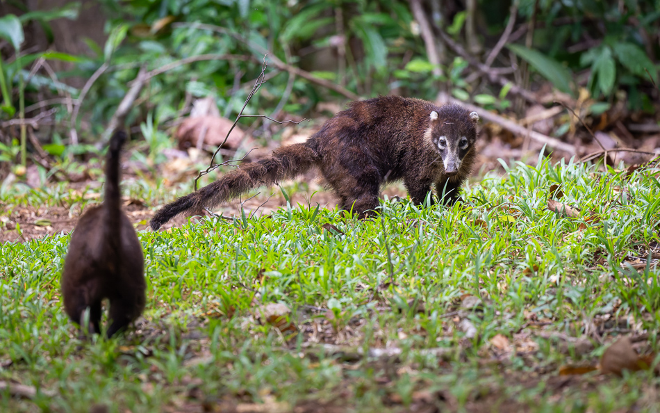 20240710 CR Z8a 4380-NEF-DxO.