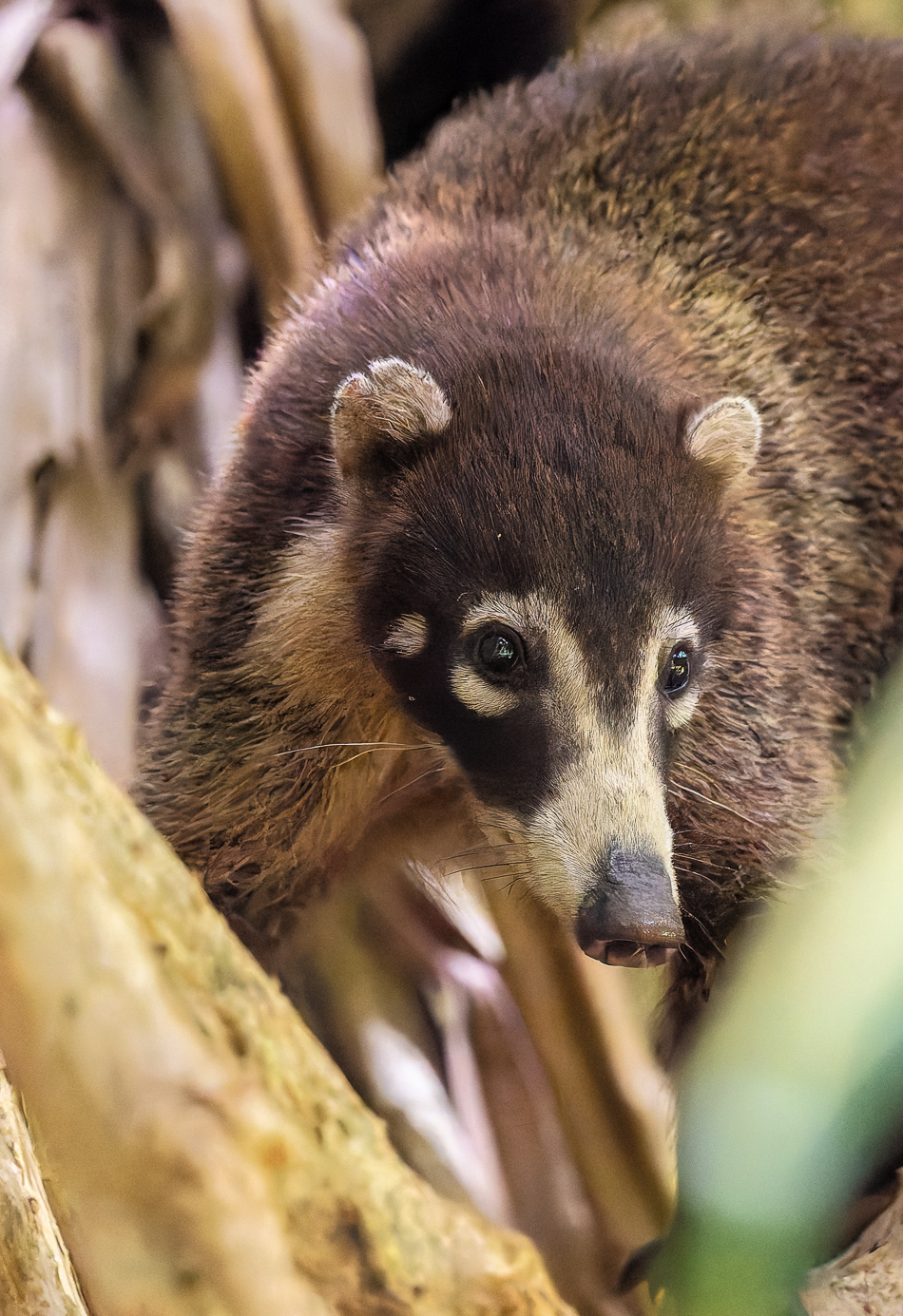 20240710 CR Z8a 4480-NEF-DxO.