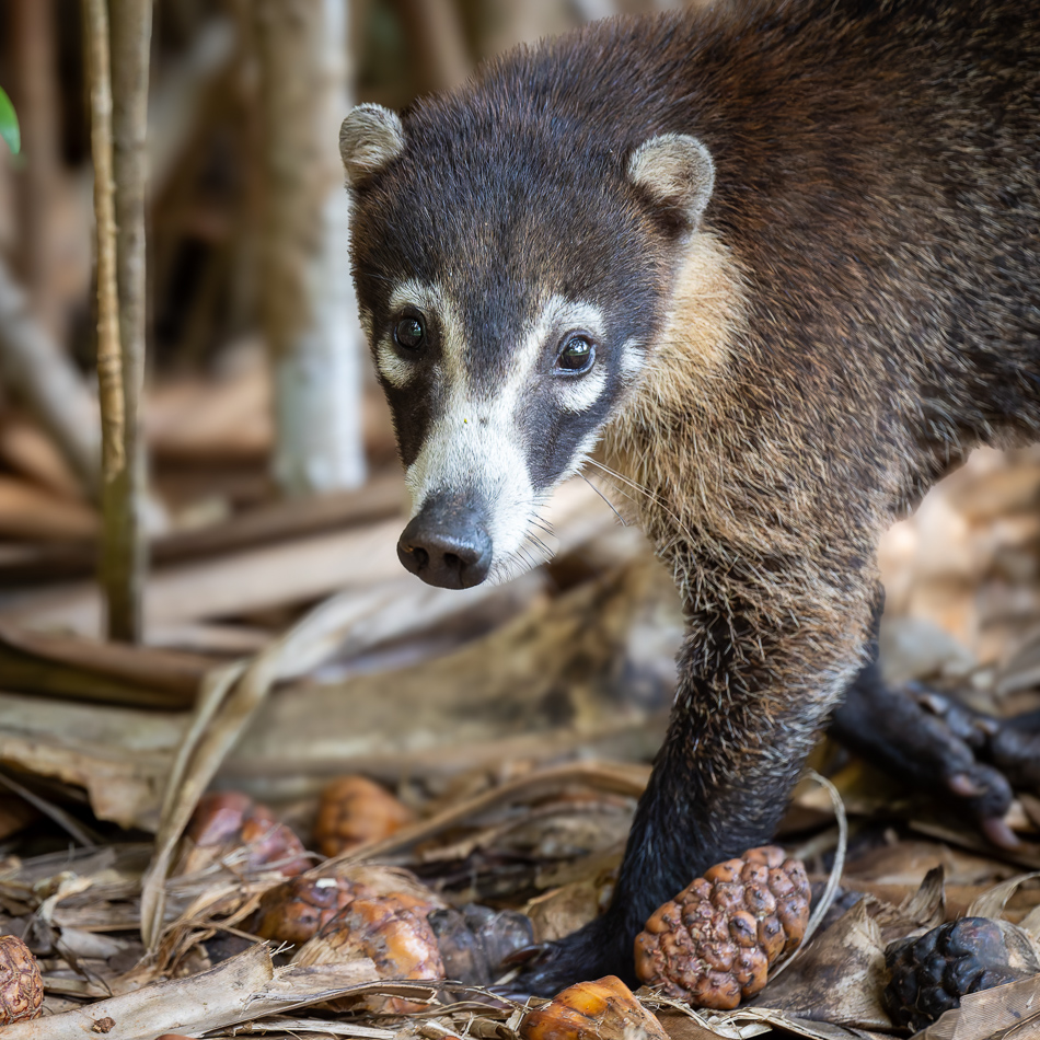 20240710 CR Z8a 4514-NEF-DxO.