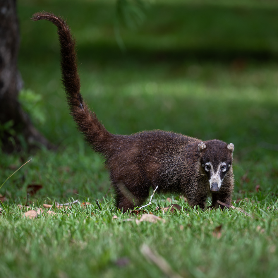 20240710 CR Z8a 4534-NEF-DxO.