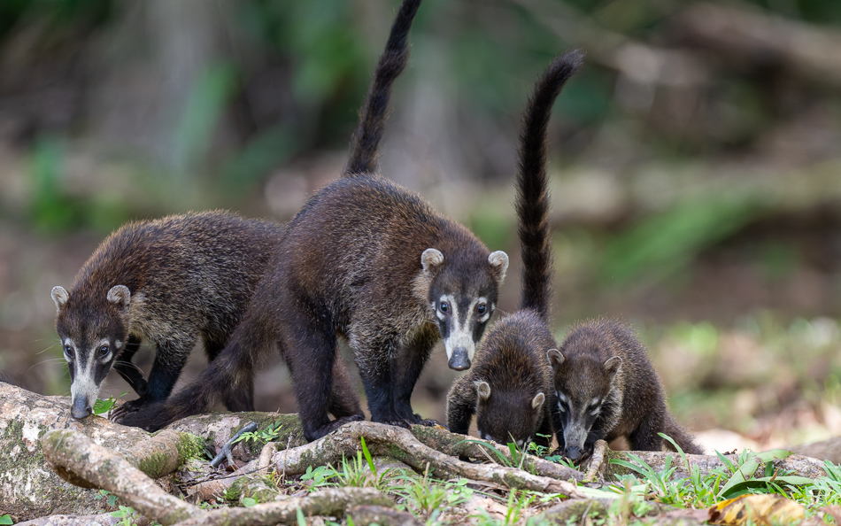 20240710 CR Z8a 4724-NEF-DxO.