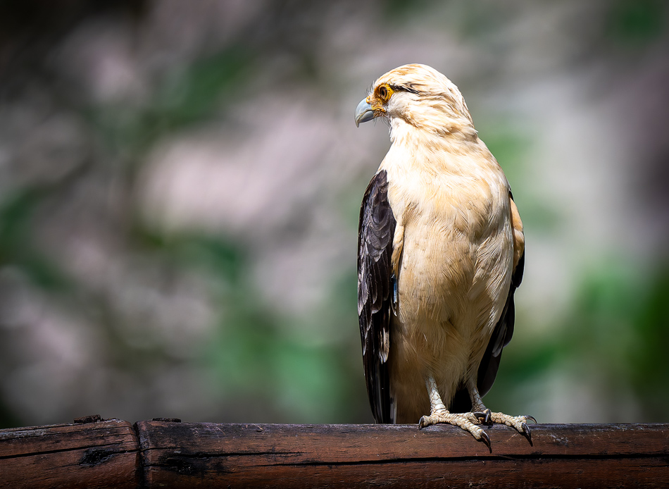 20240710 CR Z8a 5752-NEF-DxO.