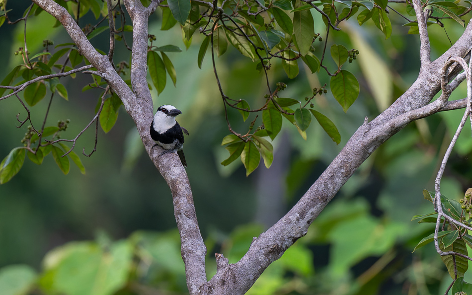 20240710 CR Z8a 6453-NEF-DxO.