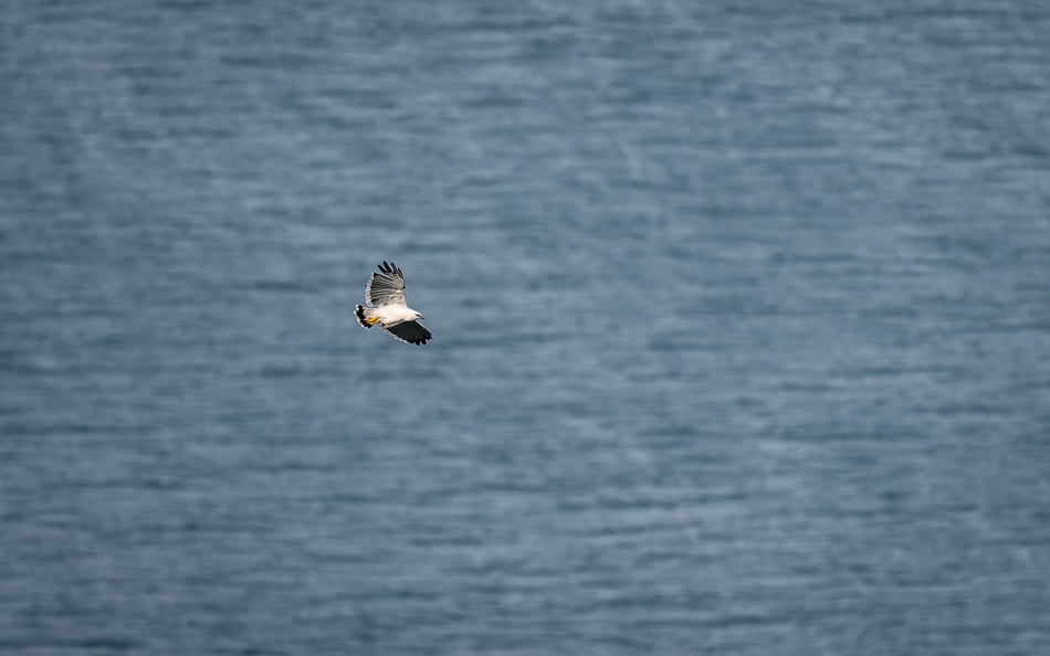 20240710 CR Z8a 6569-NEF-DxO.