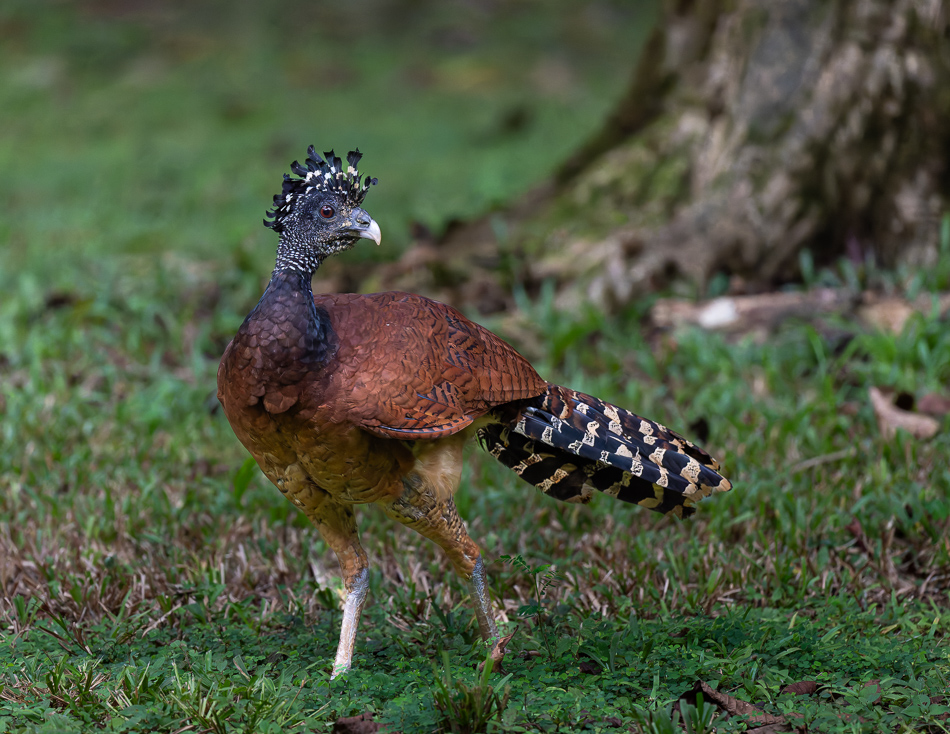 20240710 CR Z8a 6950-NEF-DxO.